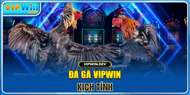 Đá gà Vipwin kịch tính