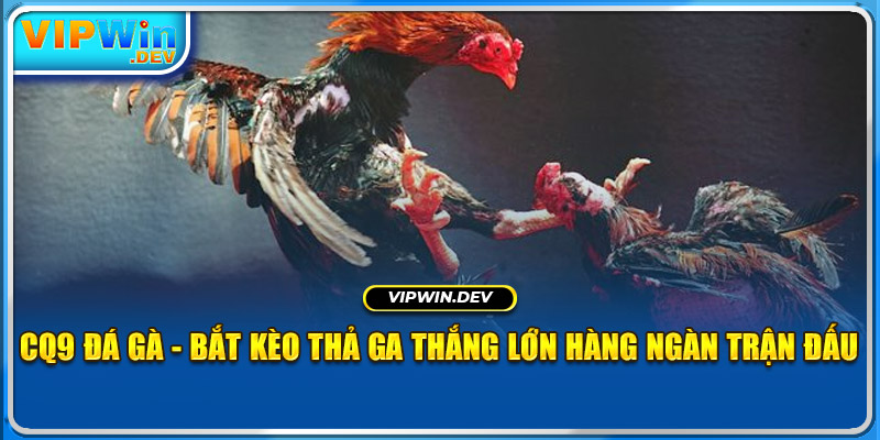 CQ9 Đá Gà - Bắt Kèo Thả Ga Thắng Lớn Hàng Ngàn Trận Đấu